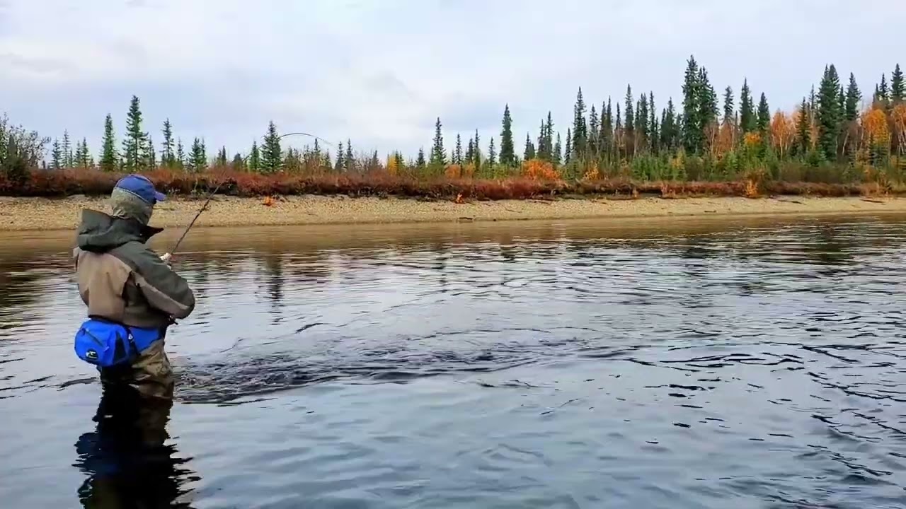 Fly fishing for sheefish. #sheefish #flyfishingalaska #gatesofthearctic #tarponofthenorth