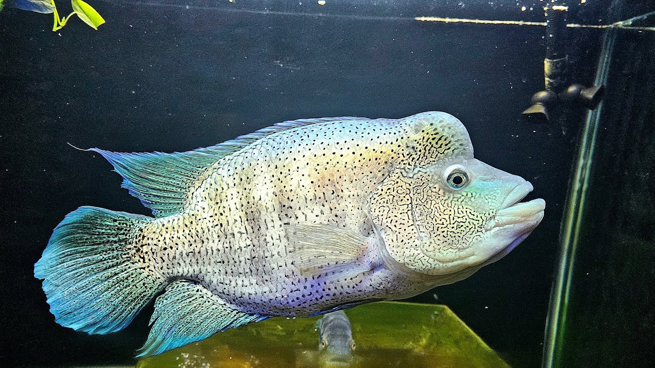 Dovii wolf cichlid eating prawn meat 