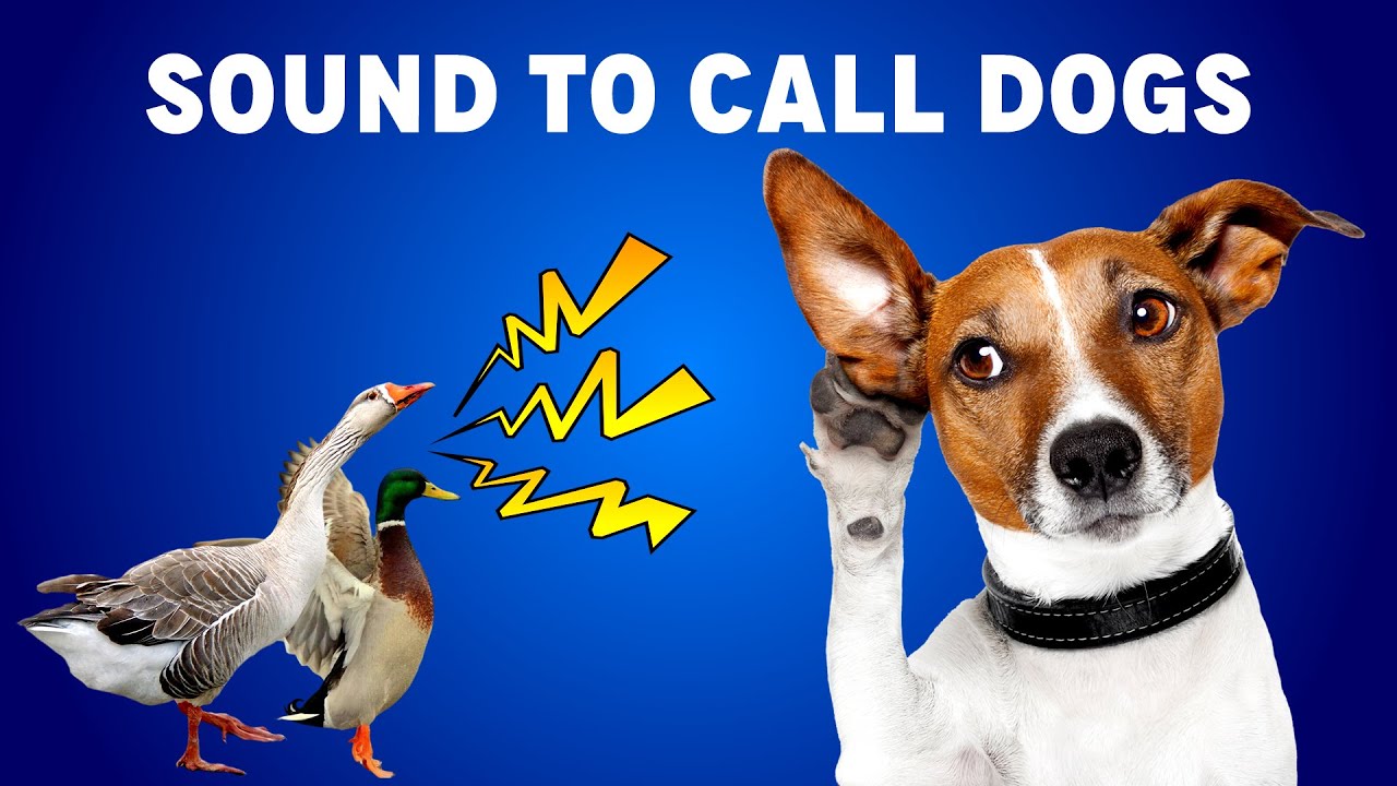 Sound to Call Dogs | INSTANTLY Call Back Your Dog