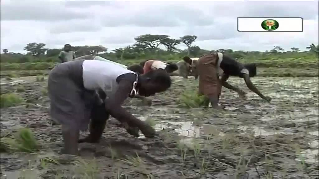 Grow Africa Debate: Transforming Africa's Agriculture Industry
