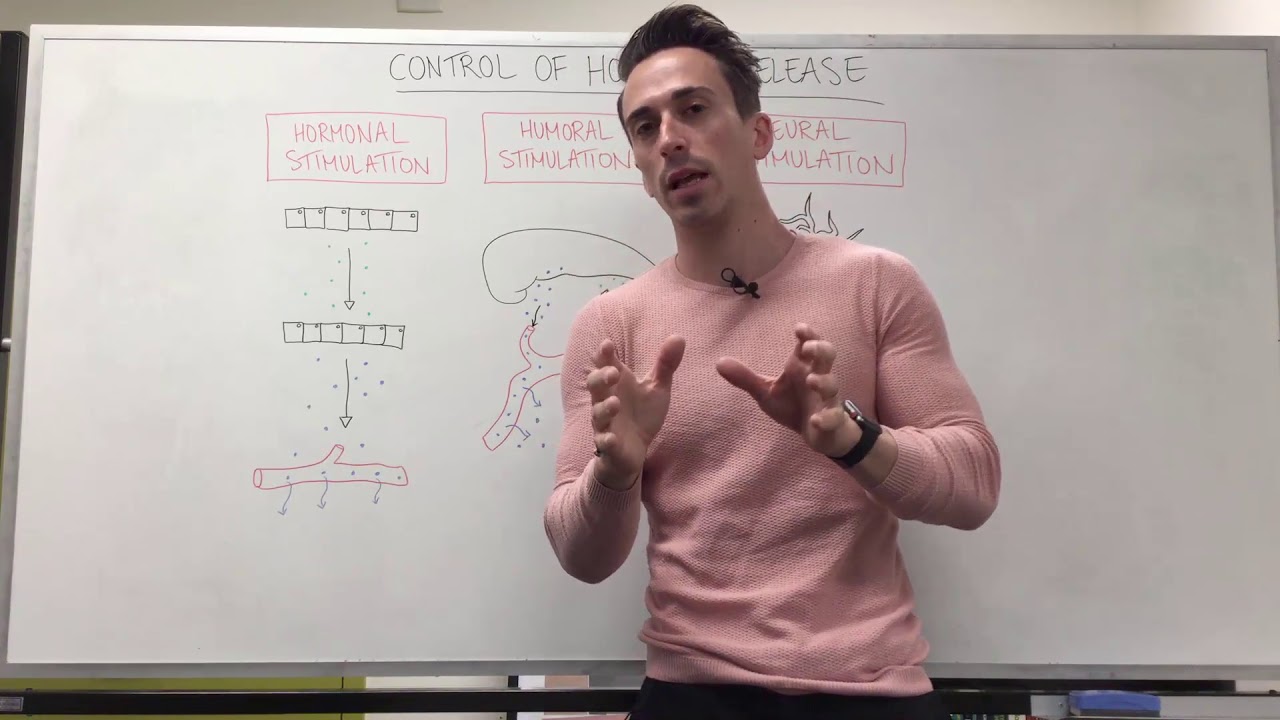Control of Hormone Release | Endocrine System