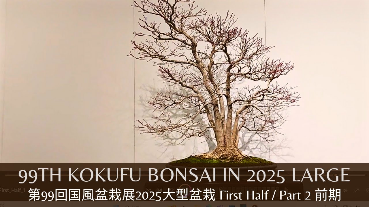 2025 First Half (Part 2) of the Kokufu Bonsai Large Section 前期第99回国風盆栽展大型盆栽