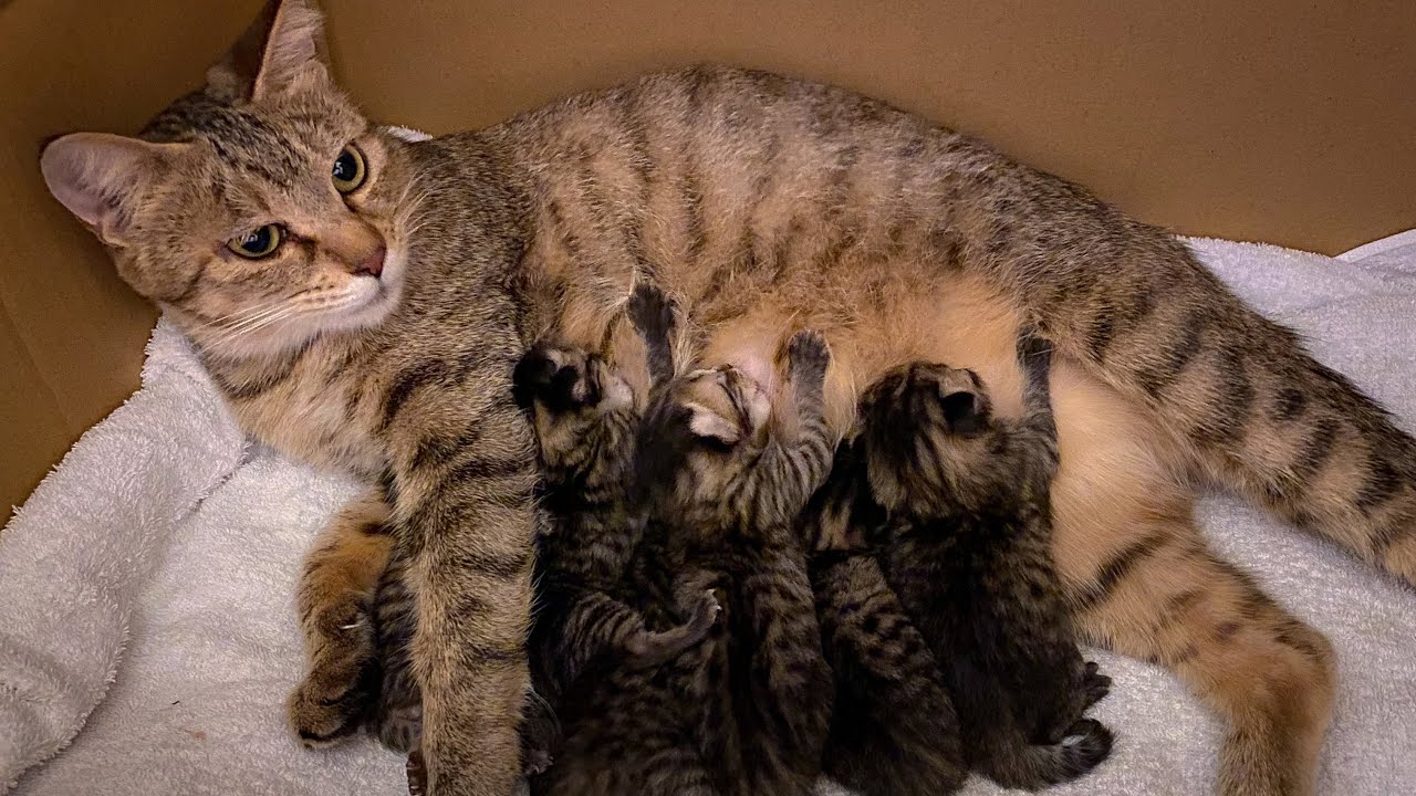 【保護猫】猫を保護したら妊娠していました