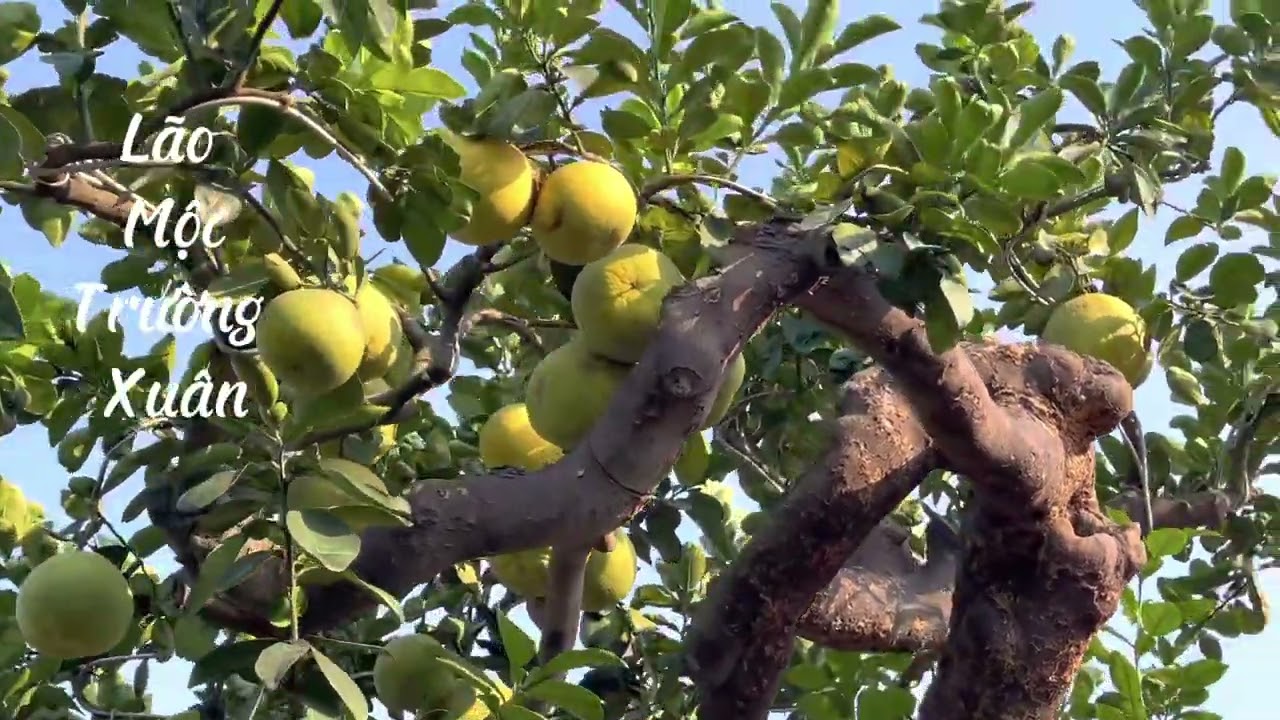 Hoàn thiện tác phẩm bưởi nghệ thuật đẹp nhất Việt Nam