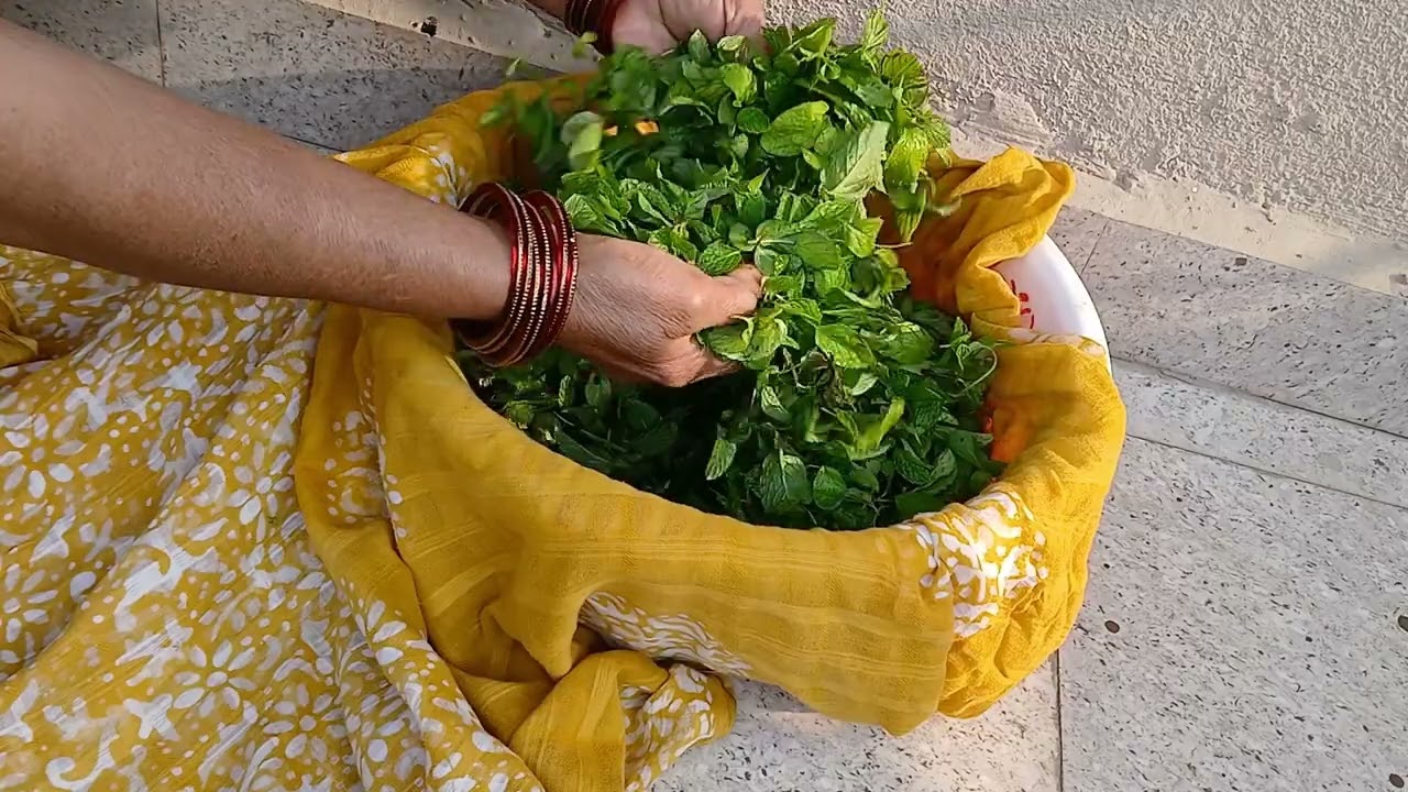 पुदीने. को  1 साल के  लिए  कैसे store करके रखें 🤗