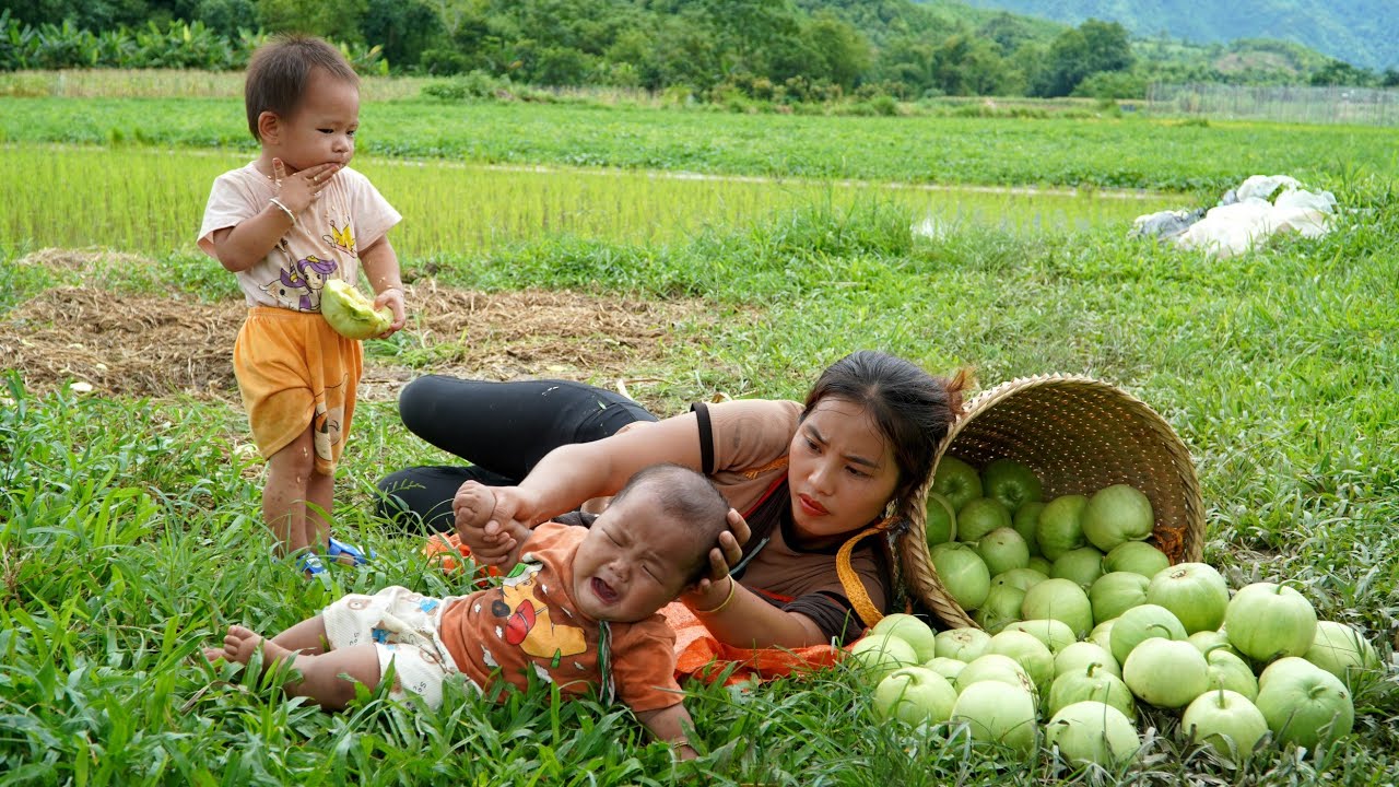 Harvest a giant melon garden with your children to sell at the central market - cook pig bran