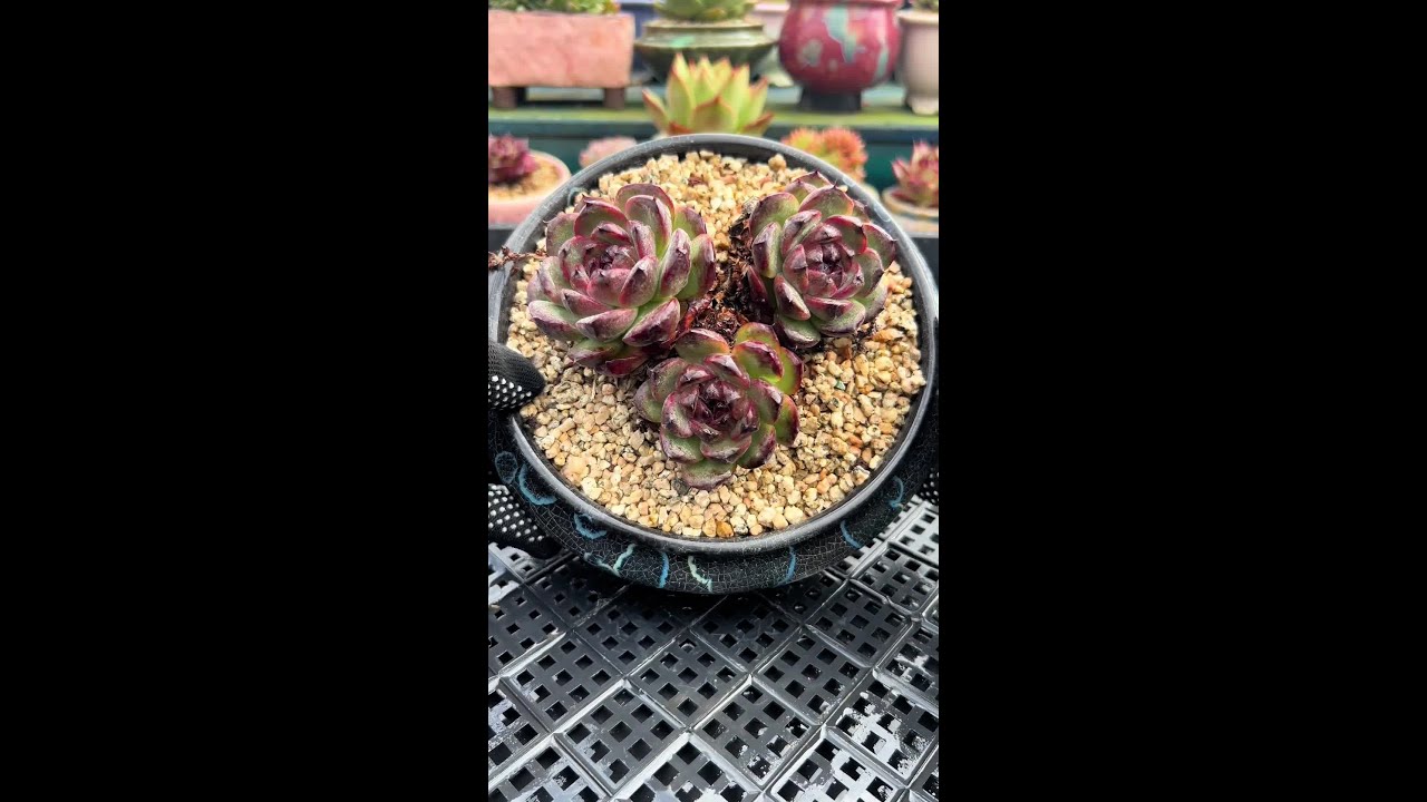 热爱 付出 坚持过后一切顺其自然-