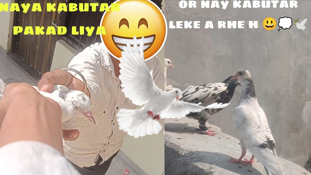 Naya kabutar pakd liya 🫨🕊️//  ओर नेक्स्ट ब्लॉग नए कबूतरो के साथ// 