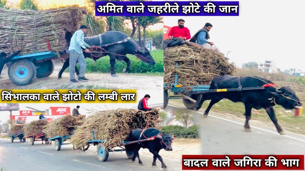 लम्बी लार मिल मे जाते हुए सिंभालका के 5 सुपर झोटे और अमित सिंभालका की जान और बादल वाले जगिरा की भाग