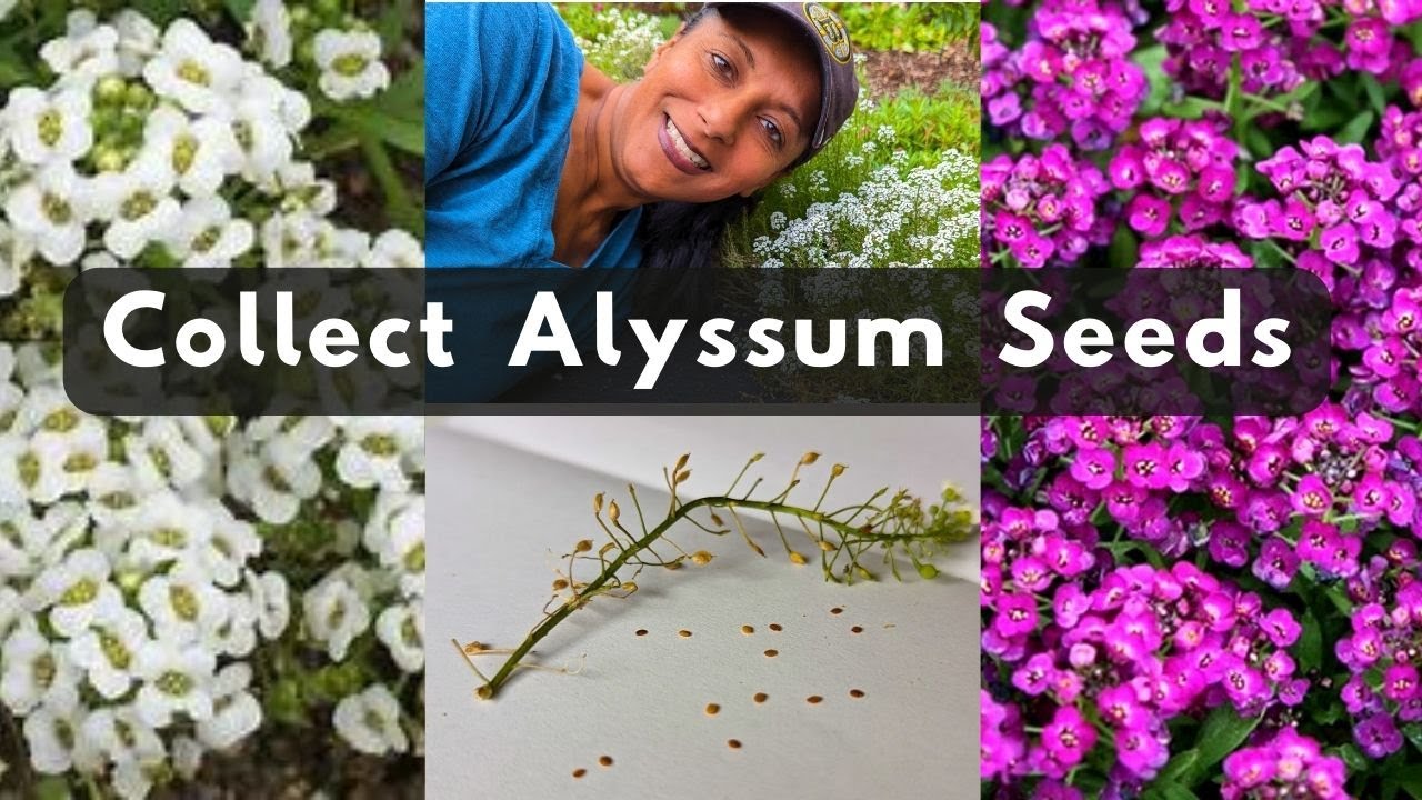 Как собирать семена алиссума 🌱 Harvest Store Save Lobularia