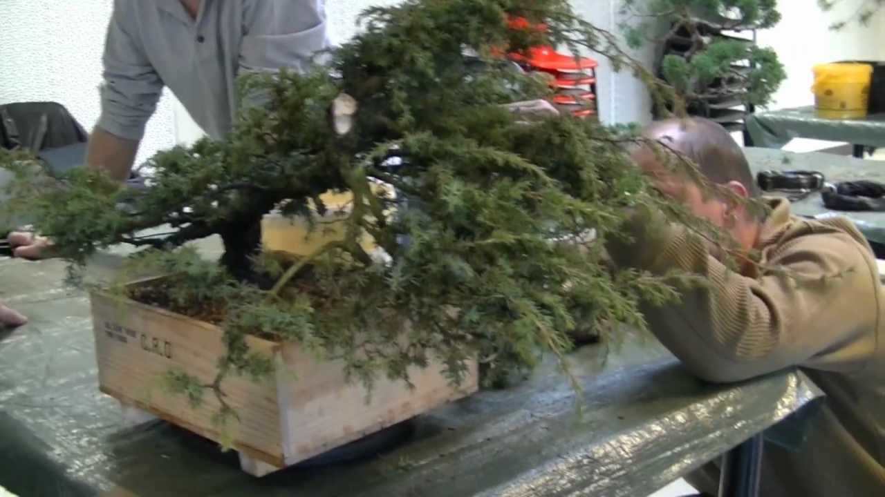 (HD88) L'arbre et le geste avec Thierry FONT / Vidéo10