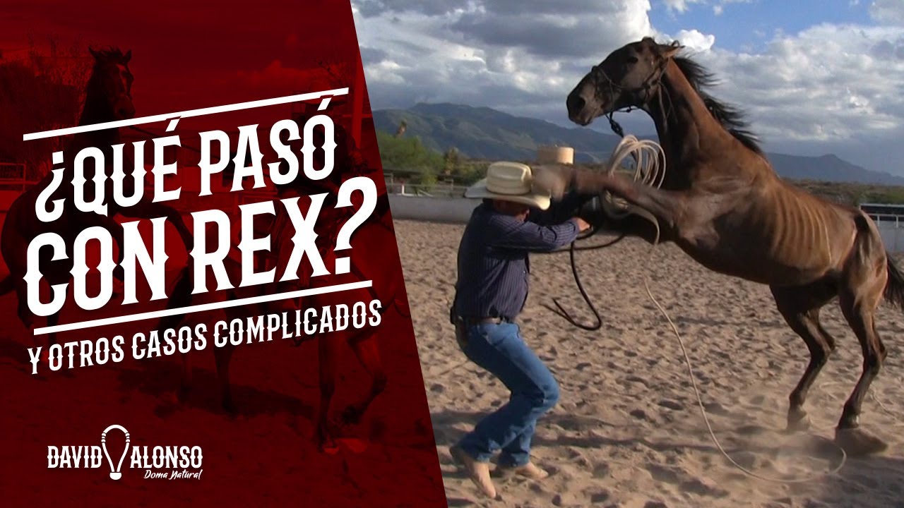 &iquest;Qu&eacute; pas&oacute; con Rex?...y otros casos complicados