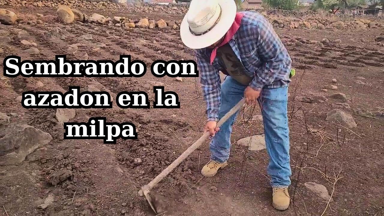 Sembrando con azadon en la milpa
