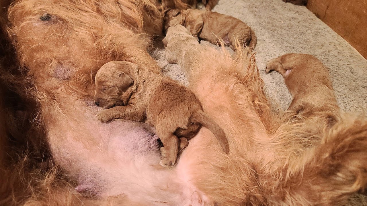 Cutest Newborn Baby Puppies Nursing Mom's Milk | Newborn Puppies Latching Off Of Mom's Nipples
