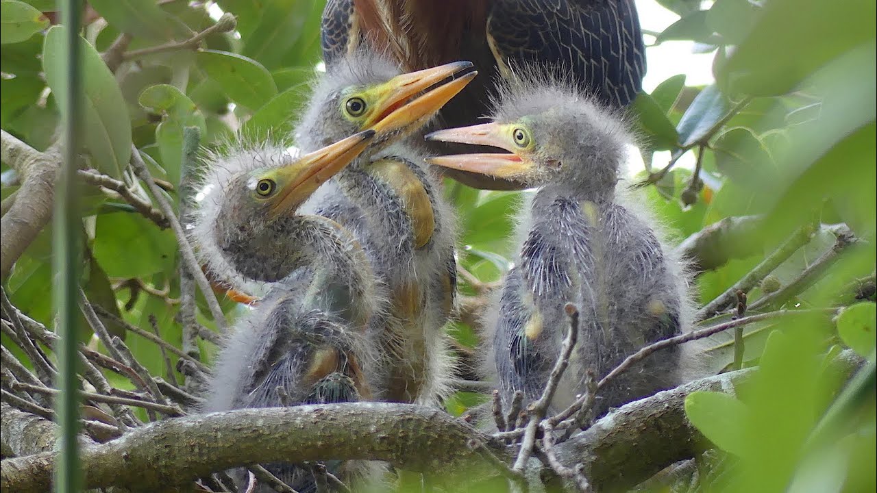 Green Heron Chicks Fight for Food and Other Risky Nest Behaviors