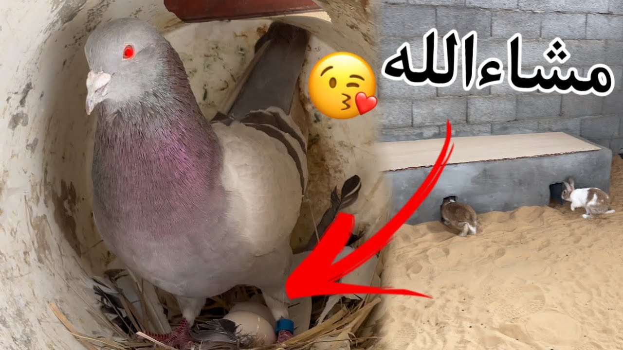 حمامي الجديد بيض + الارانب جاهم البرد😇