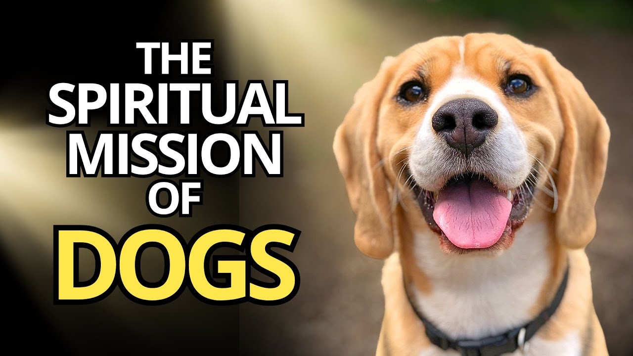 Духовная миссия СОБАК 🐶🌟