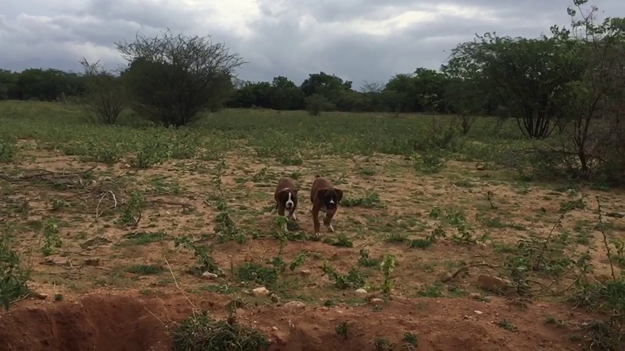 Boxer puppies for sale