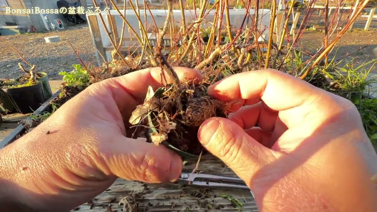 実生山もみじを追い込みまくる #盆栽 #bonsai