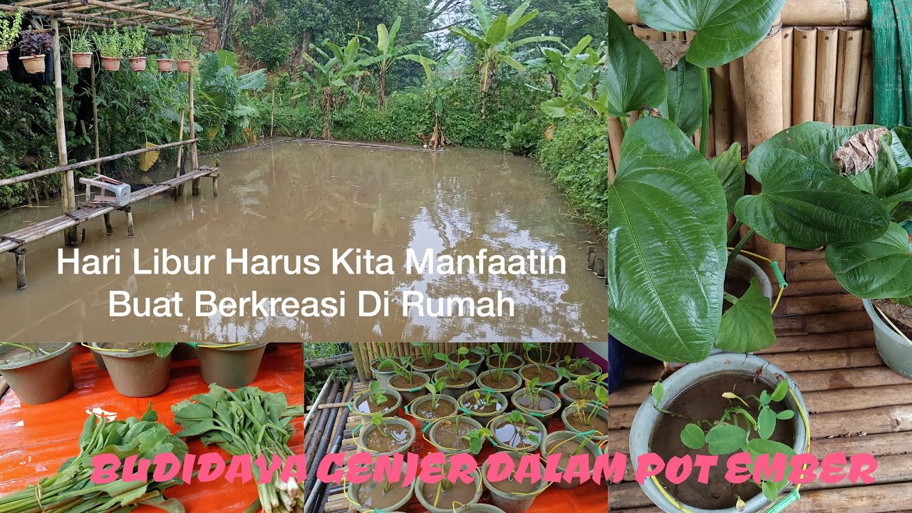 BUDIDAYA GENJER DALAM POT EMBER