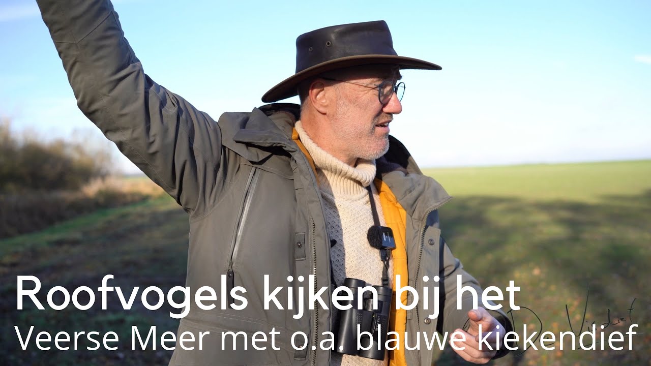 Roofvogels kijken bij het Veerse Meer 