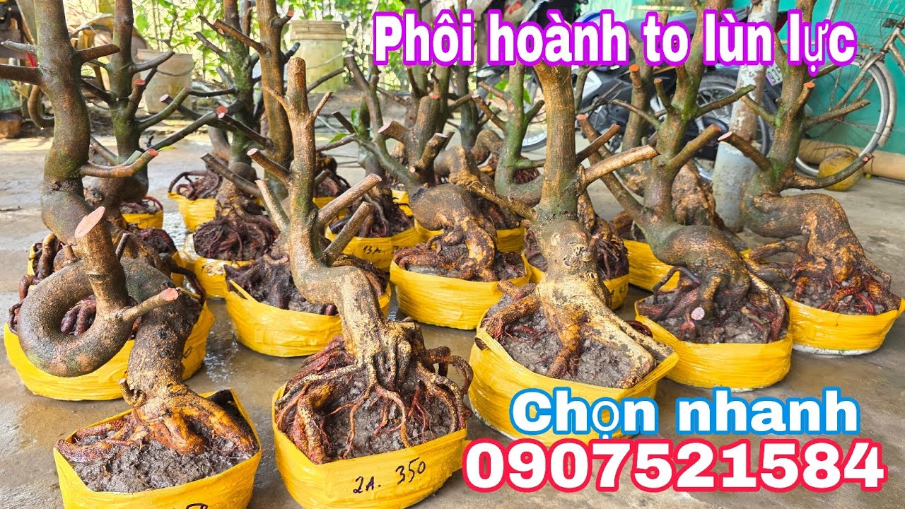 29/1.Bảo☎️0907521584📢📢Phôi mai bonsai hoành to đế đẹp