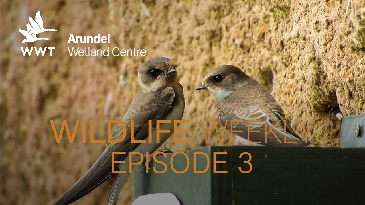 Wildlife Weekly Arundel - Episode 3