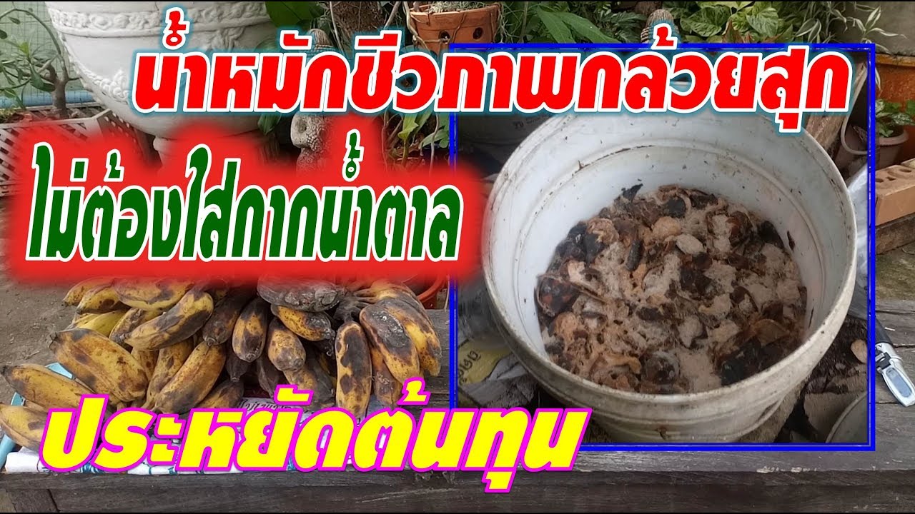 วิธีทำน้ำหมักชีวภาพผลไม้กล้วยสุก โดยไม่ต้องใช้กากน้ำตาล ประหยัดต้นทุน สำหรับเกษตรอินทรีย์