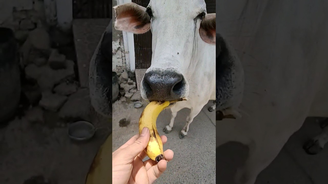 bananas to the needy #cowvideos #youtubevideos #cow #gauseva #gau #cowsound #cowcows