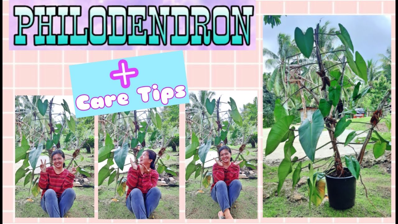 HOW TO GROW PHILODENDRON LIKE A TREE+CARE TIPS+PHILONDENDRON SHORT DESCRIPTION/SILENT PLANTING