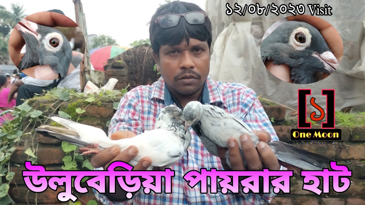 Uluberia pet market | Current Exotic Pigeon's Price Update at Uluberia 12/08/2023 Visit | One Moon