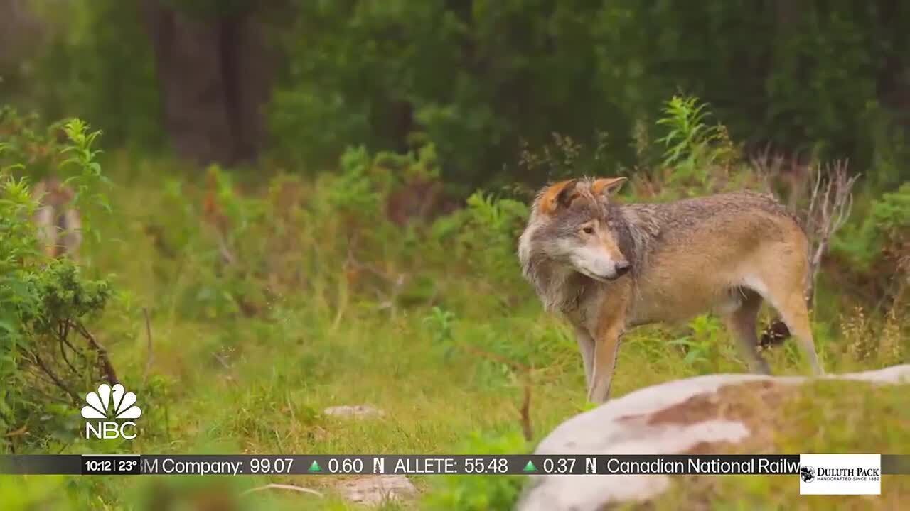 Special Report: Where’d the deer go? Hunter frustration grows in Minnesota Northwoods