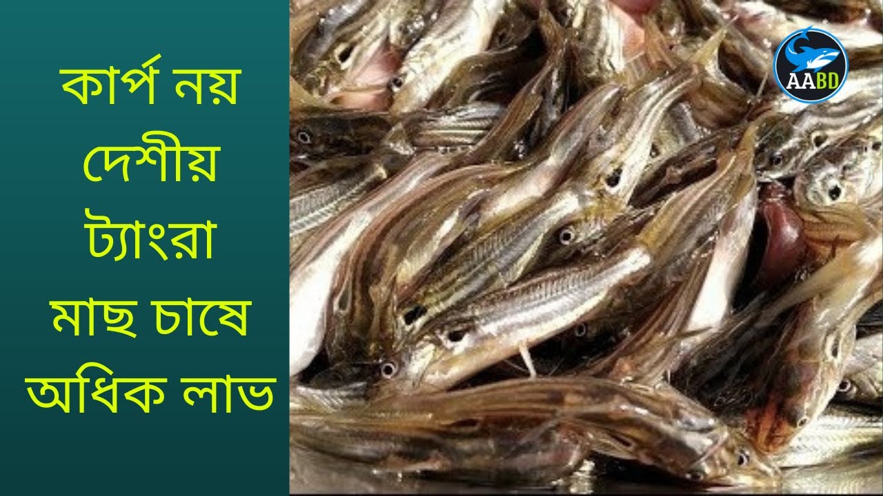 কার্প নয় দেশীয় ট্যাংরা মাছ চাষে অধিক লাভ (Tangra Fish Culture is More Profitable Than Carp Culture)