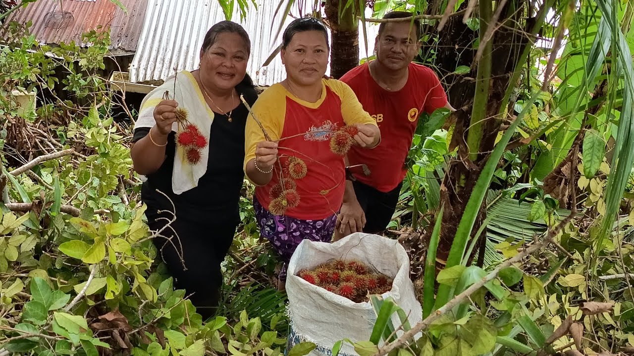 SAYA INGAT NAK SINGGAH SEBENTAR RUPANYA SAYA DIBAWA JADI TUKANG PANJAT