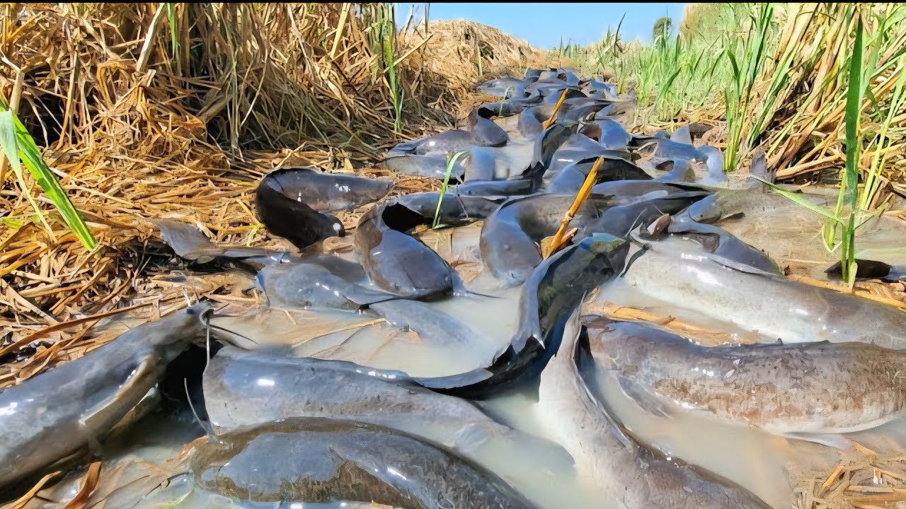 amazing fishing! Catching strange fish in a shallow pond, where the water is low, catching many fish