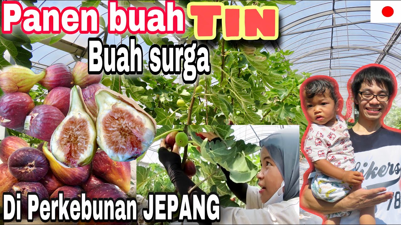 PANEN BUAH TIN. BUAH SURGA DI PERKEBUNAN JEPANG | TIKATAKI VLOG