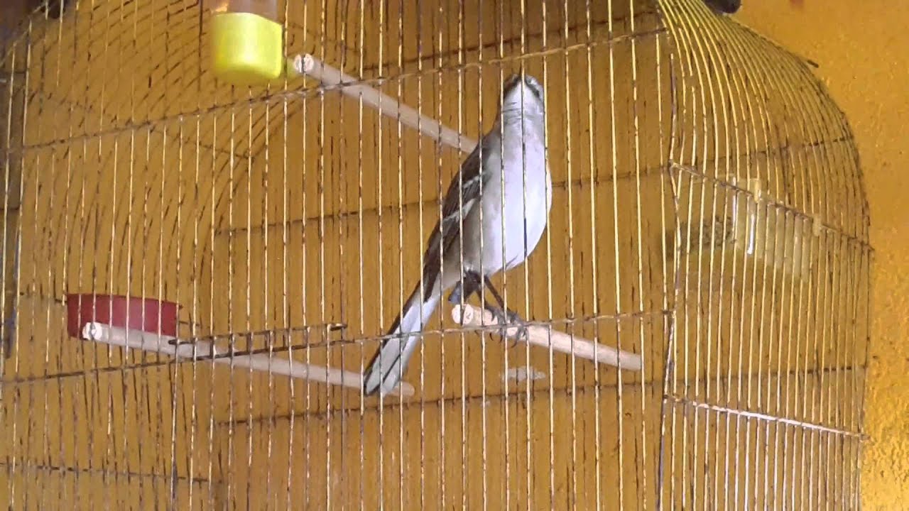 El maestro