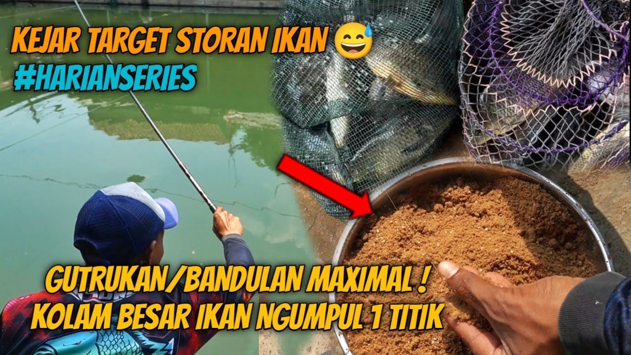 IKAN SAMPE NITIK DIKOLAM BESAR ! KOLAM JABUR HARIAN PANORAMA !