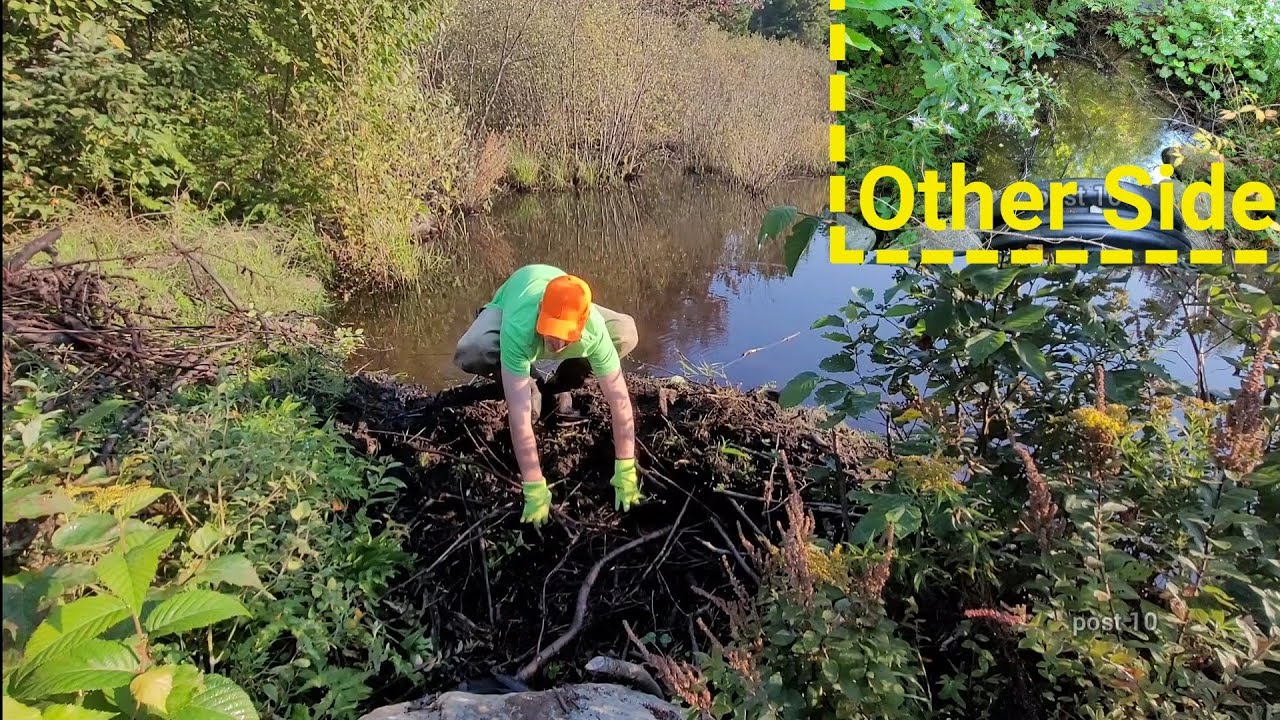 Уничтожение большой бобровой плотины для осушения затопленной дороги. Очистка водопропускной трубы.