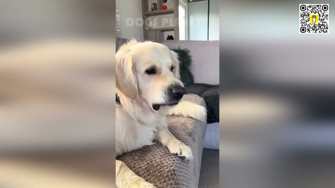 🐶🤯 Сможете ли вы выдержать эти уморительные собачьи неудачи? Смотрите и смейтесь! 🤣