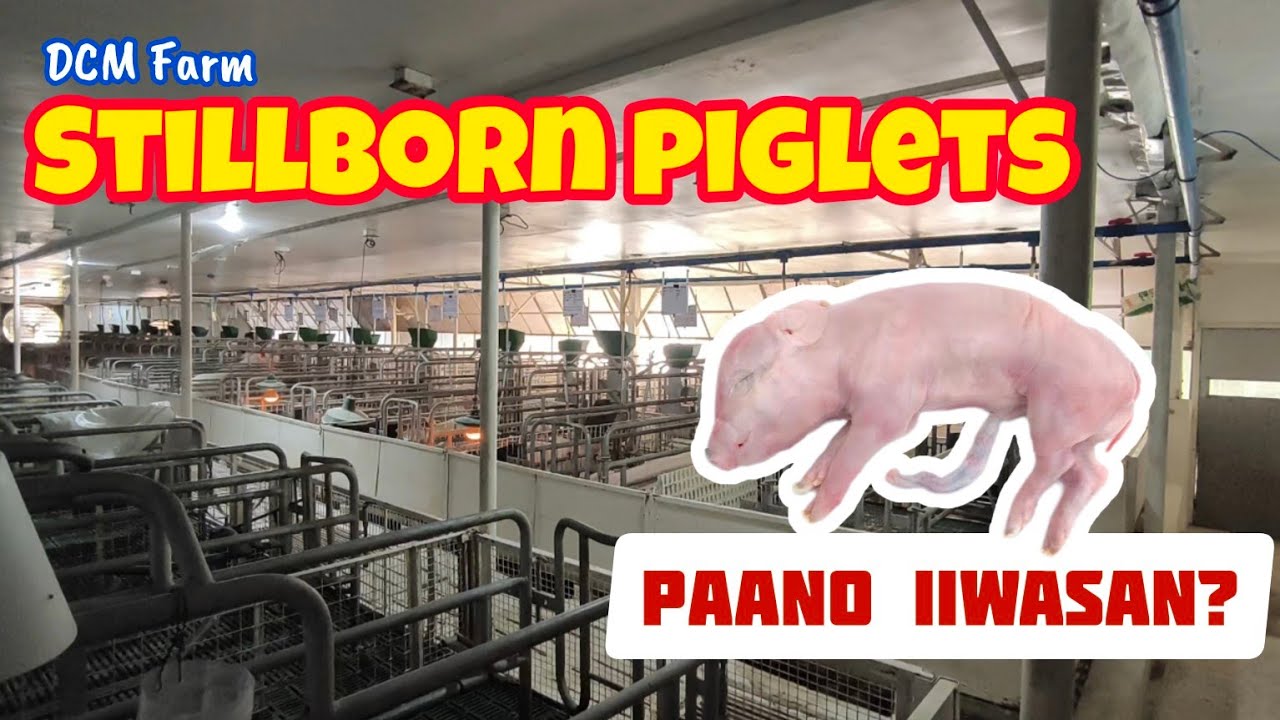 Paano Maiiwasan ang Stillbirths o mga Biik na pinapanganak nang Patay? | Update sa DCM farm