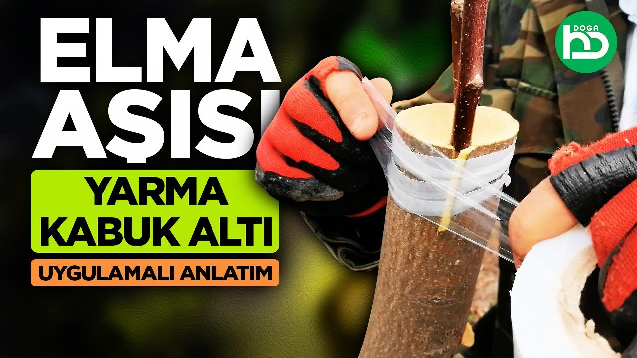 Elma Aşısı, Elma Kabuk Altı Aşı, Elma Yarma Aşı, Elma Çeşit Değiştirme Aşısı (kalemaşısı/8)