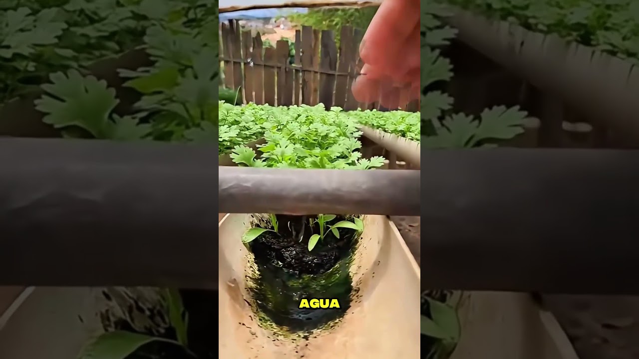 Aprende a cultivar cilantro f&aacute;cil y r&aacute;pido