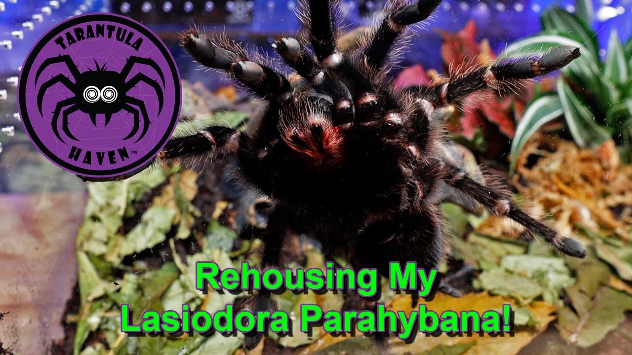 Rehousing My Lasiodora parahybana!