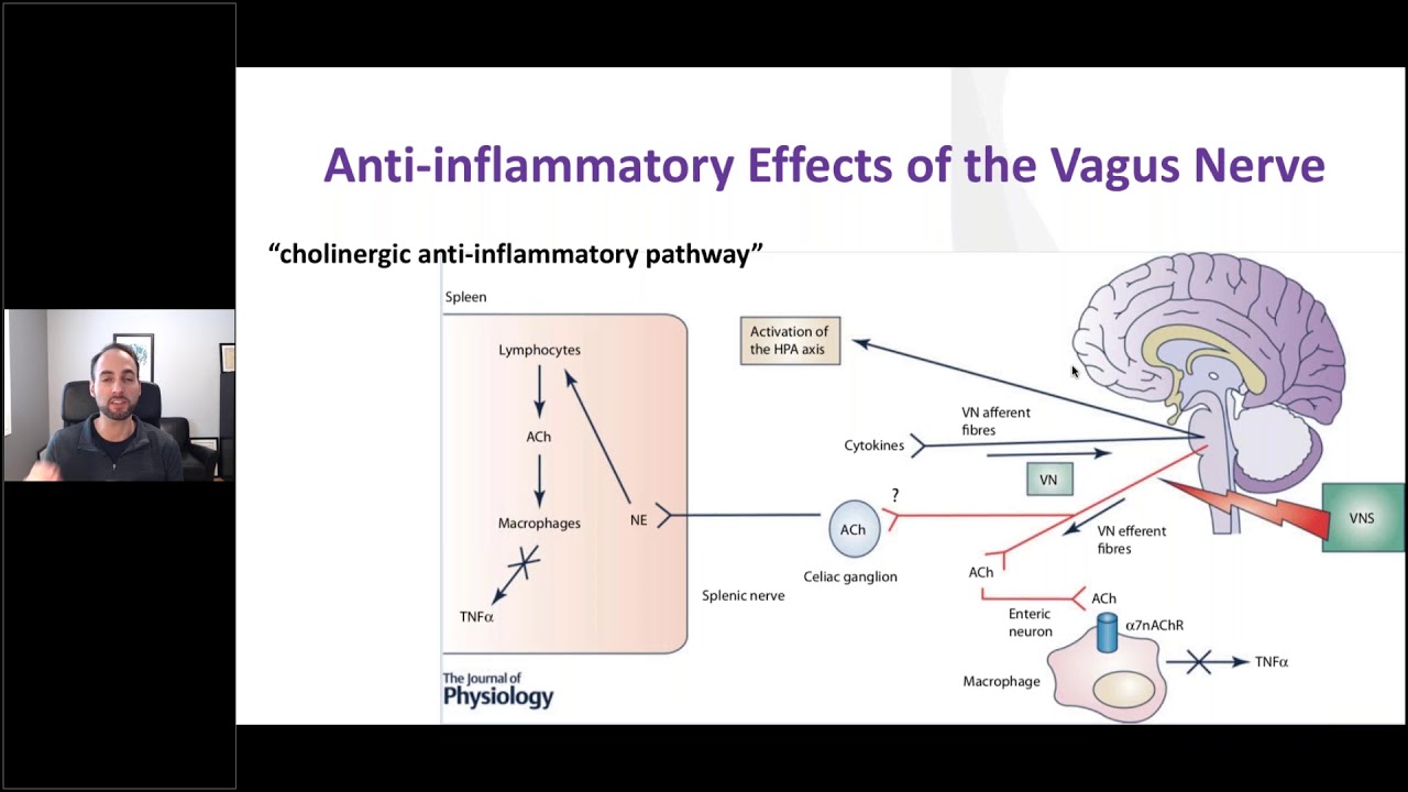 Harnessing the Gut-Brain Axis for Neurological and Endocrine Balance