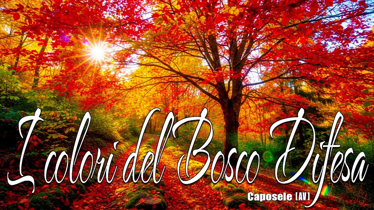 I colori di un incantevole #autunno - #Bosco Difesa - #Caposele -  #Materdomini - (AV)