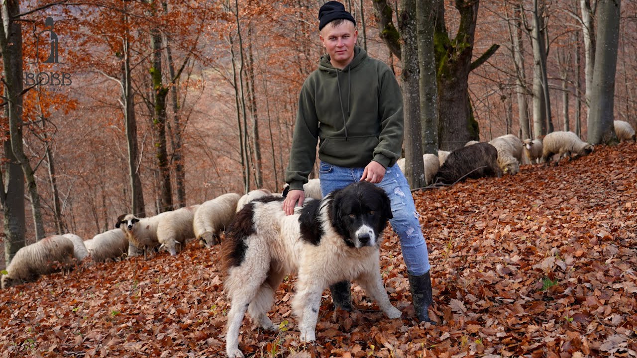 Oile la jir pe valea Spinului cu Gabriel Ivanic | Câine carpatin de 17 ani | Lupi în apropiere