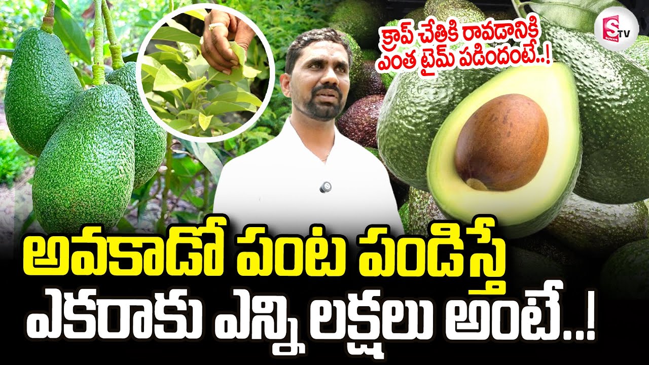 How To Avocado Farming | B N Reddy Plant Nursery | అవకాడో పంట పండిస్తే లక్షల్లో లాభం