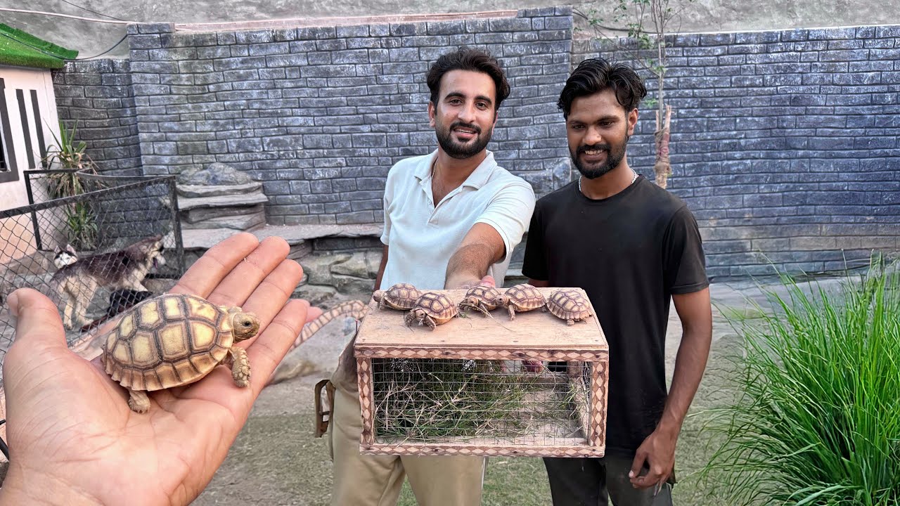 Tortoise Babies Gift Mil Gaiy😍 