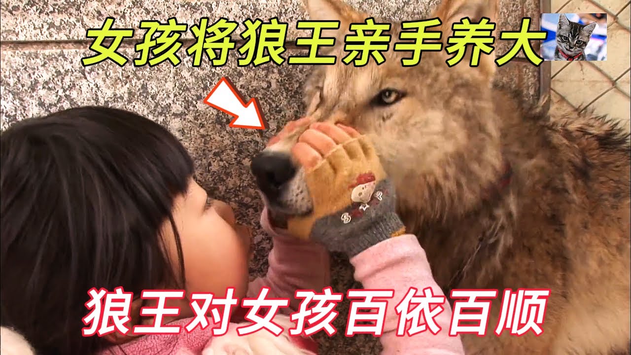 女孩抓住狼王的嘴巴上下晃动，还把它当成自己的坐骑